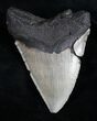 Bargain Megalodon Tooth - Serrated #10499-2